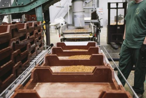 钢铁侠的巴黎投资 昆虫工厂与未来食品变革